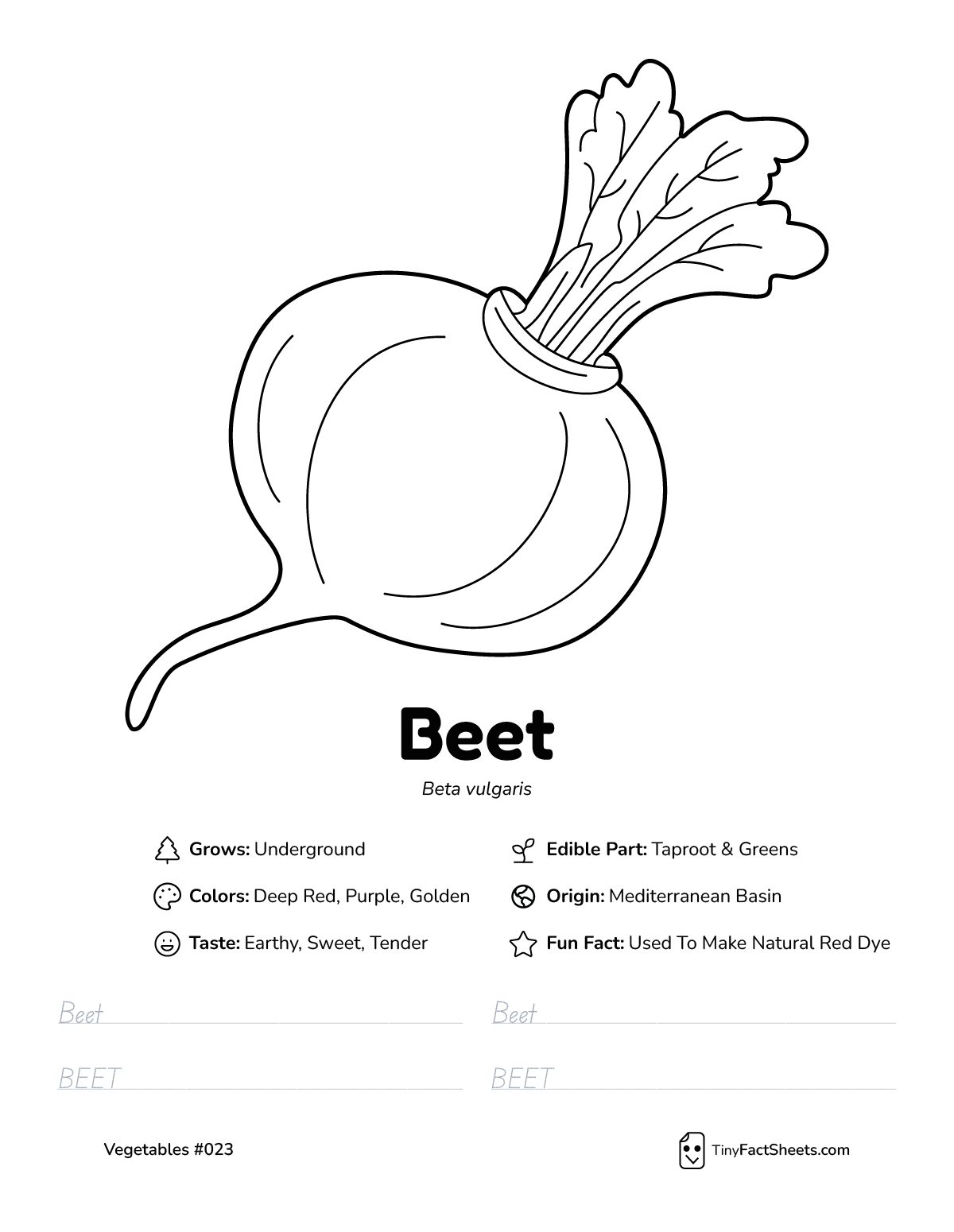 beet vegetable worksheet with coloring page, facts, and tracing practice