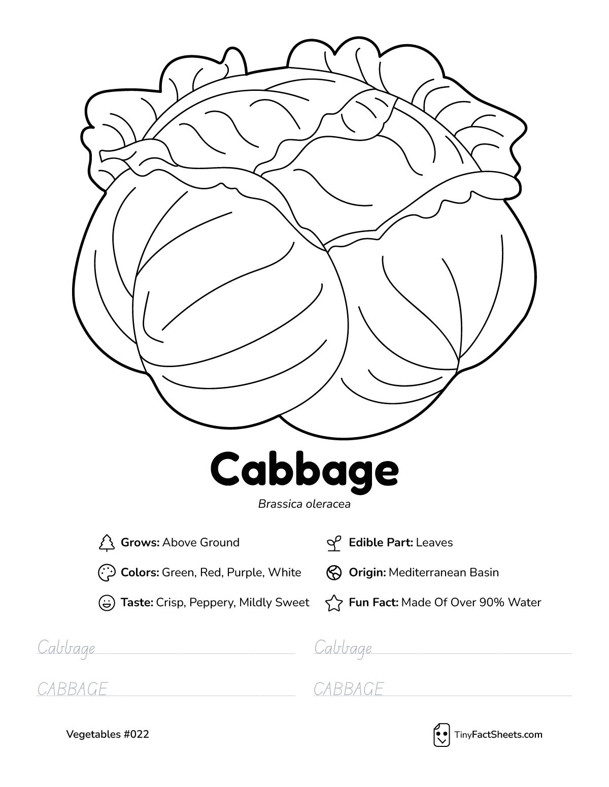 cabbage vegetable worksheet with coloring page, facts, and tracing practice