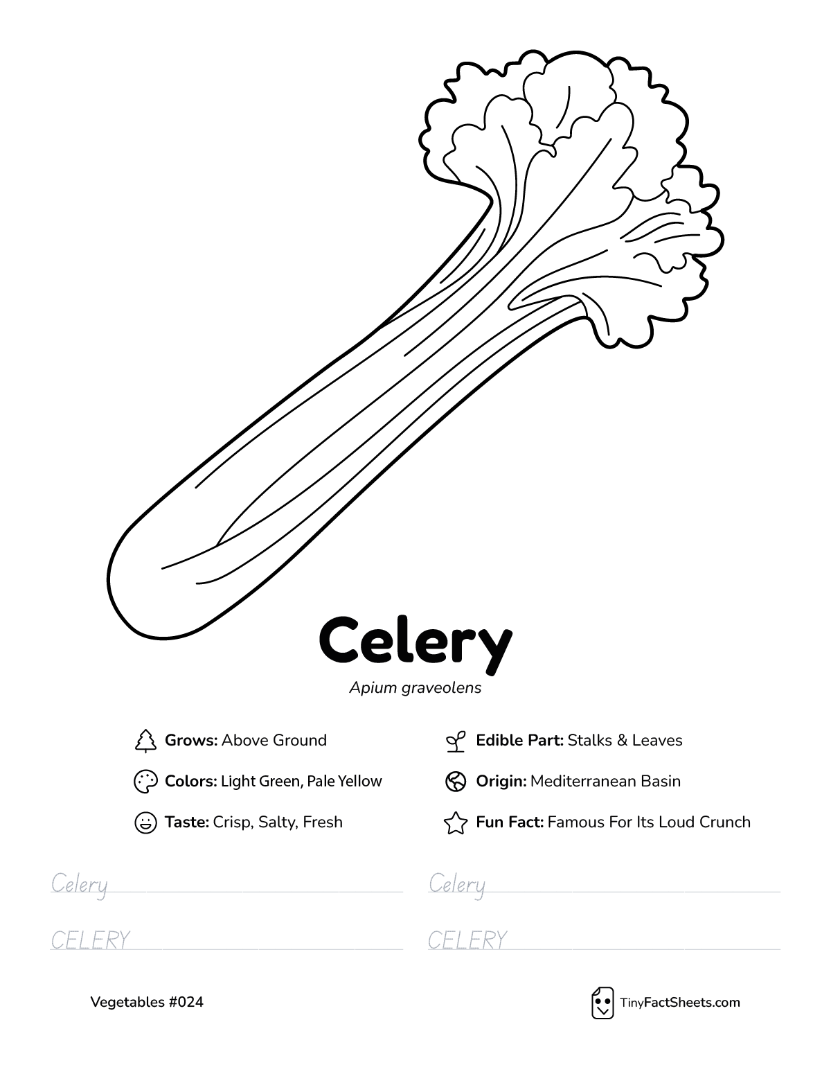 celery vegetable worksheet with coloring page, facts, and tracing practice