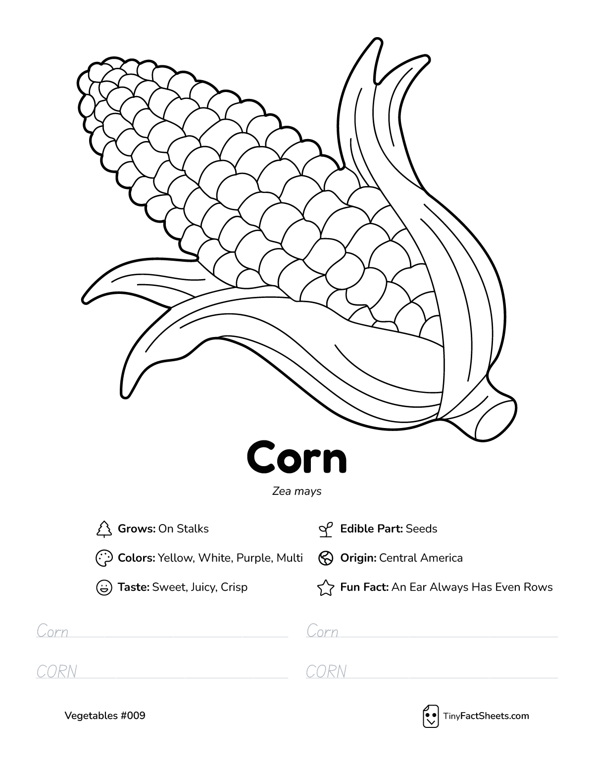 corn vegetable worksheet with coloring page, facts, and tracing practice