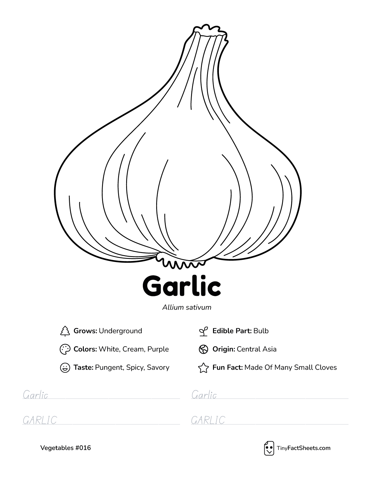 garlic vegetable worksheet with coloring page, facts, and tracing practice