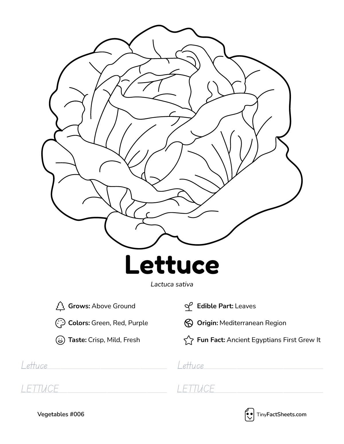 lettuce vegetable worksheet with coloring page, facts, and tracing practice