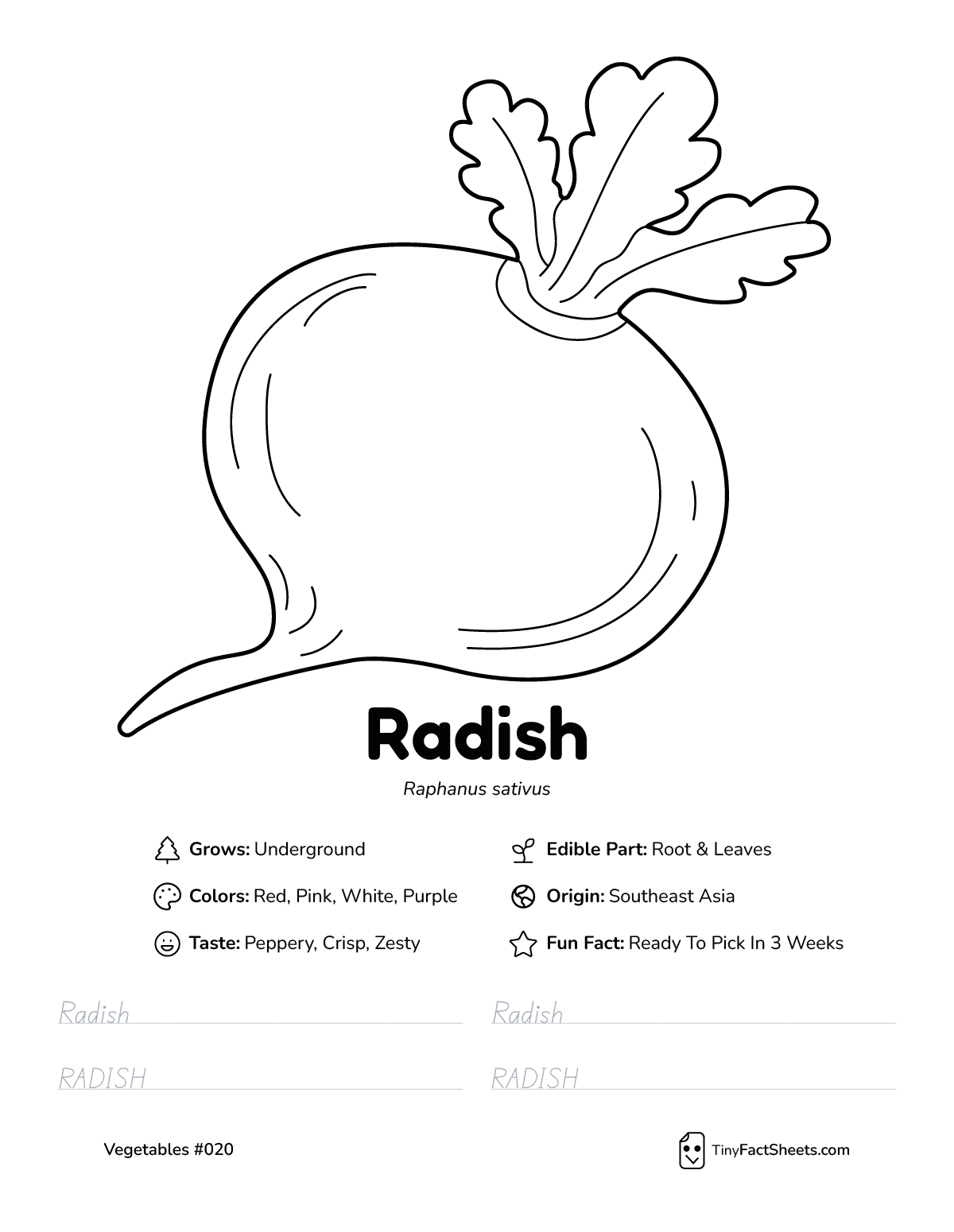 radish vegetable worksheet with coloring page, facts, and tracing practice
