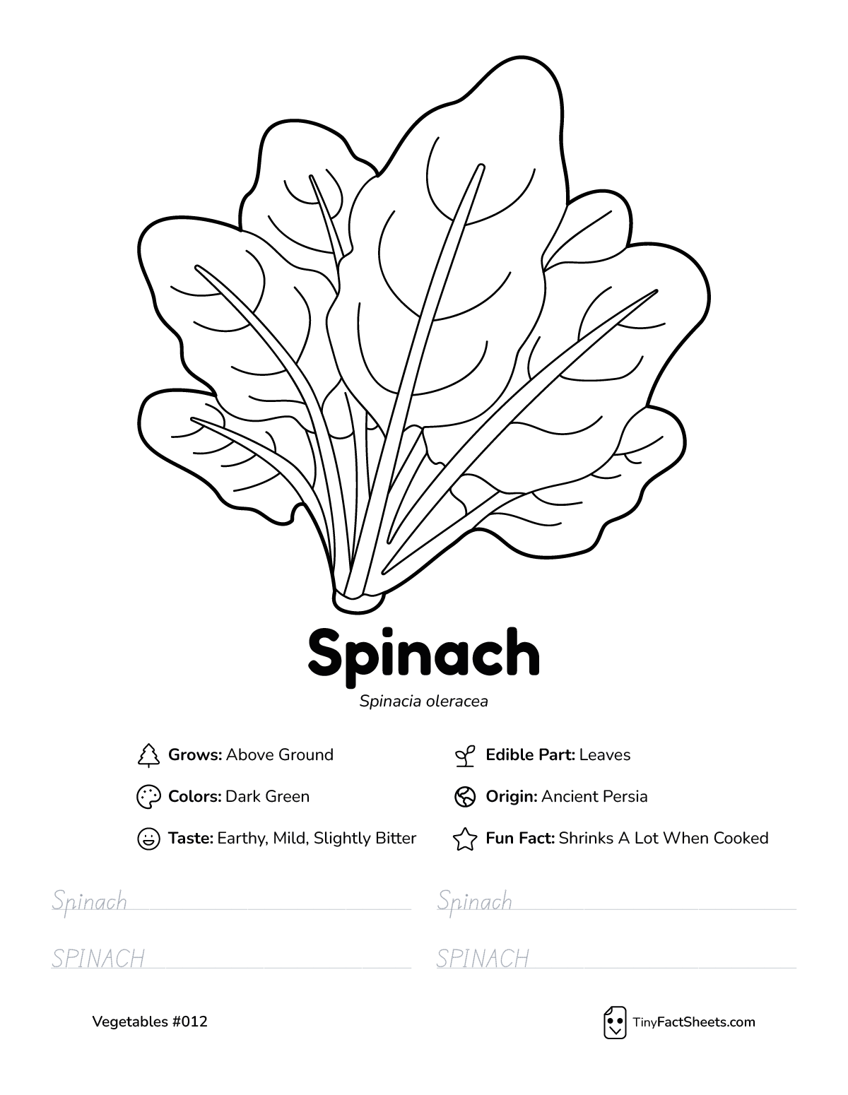 spinach vegetable worksheet with coloring page, facts, and tracing practice