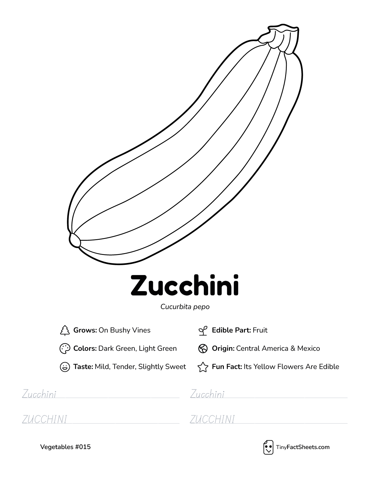 zucchini vegetable worksheet with coloring page, facts, and tracing practice